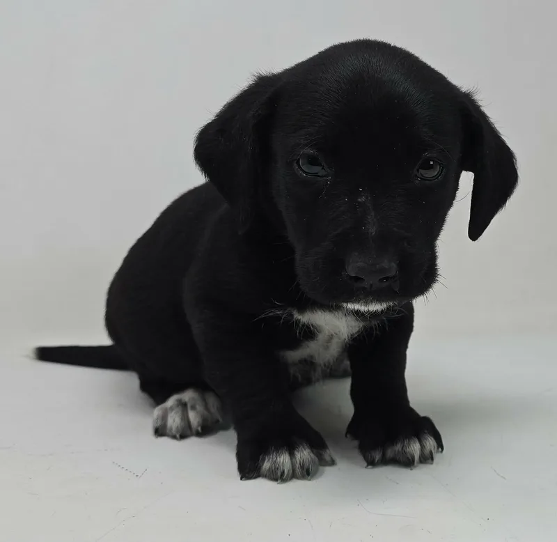 A baby medium-sized male Black Labrador Retriever dog named War Admiral for adoption in Newport, TN