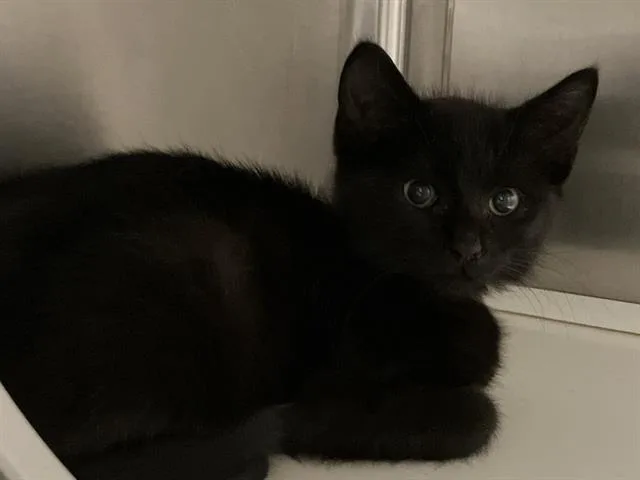 A baby small-sized female Domestic Medium Hair cat named Tabitha for adoption in Tustin, CA