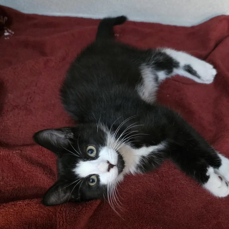 A young medium-sized male Black & White / Tuxedo Tuxedo cat named Dill for adoption in Greensboro, NC