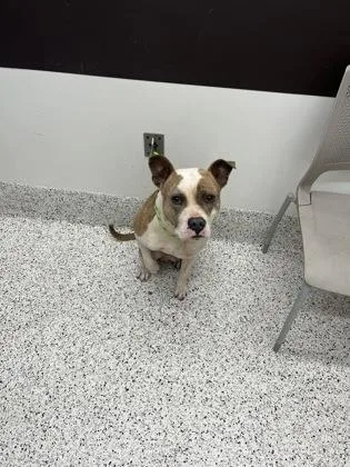 An adult medium-sized male Pit Bull Terrier dog named Gordo for adoption in Atlanta, GA