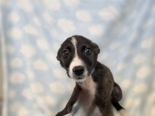 A baby small-sized male Australian Shepherd dog named Chadwick for adoption in Agoura, CA