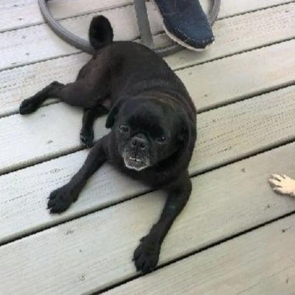 An adult small-sized female Black Pug dog named Ivy for adoption in Alvin, TX