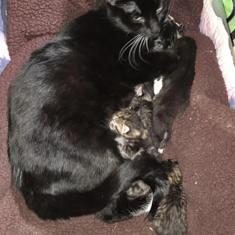 A baby small-sized female Brown / Chocolate Domestic Short Hair cat named Fly C for adoption in Princeton, MN