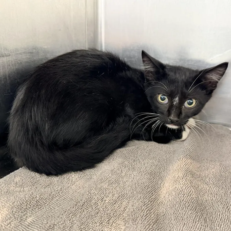 A baby small-sized male Black Domestic Short Hair cat named Boe for adoption in Warrensburg, MO