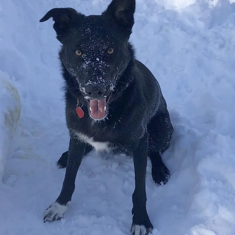 An adult medium-sized male Black Border Collie dog named Brock for adoption in Minneapolis, MN