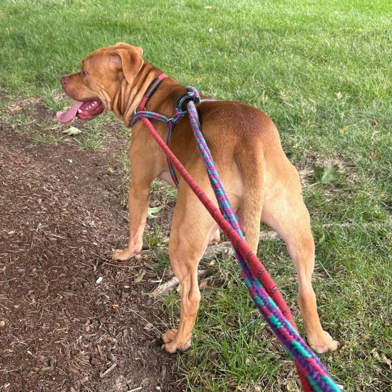 An adult medium-sized male Yellow / Tan / Blond / Fawn Terrier dog named Buckles for adoption in St. Louis, MO