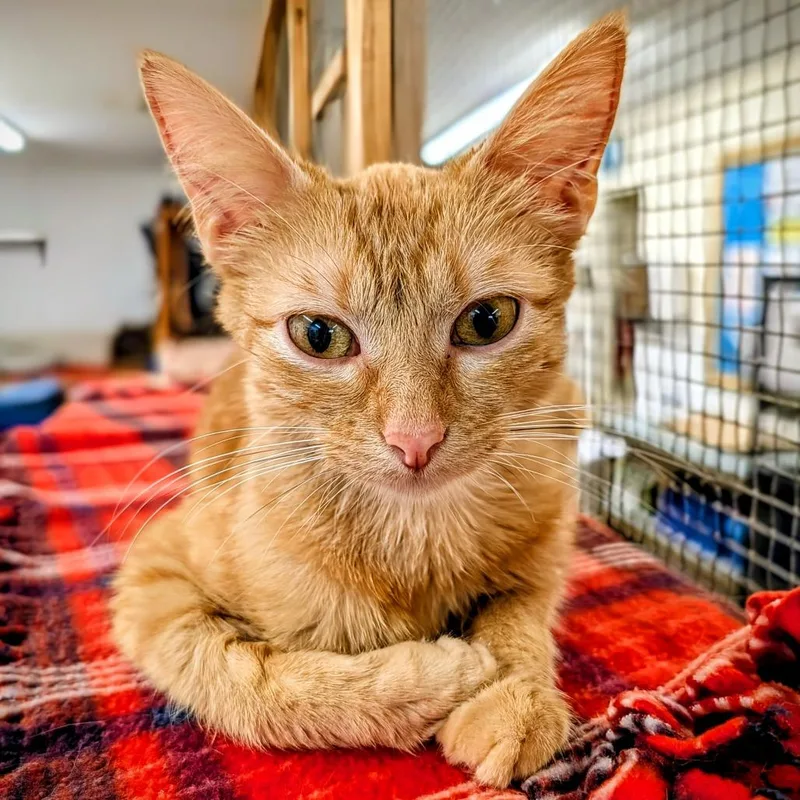An adult medium-sized female Orange / Red Domestic Short Hair cat named Sissy for adoption in Delaware, OH