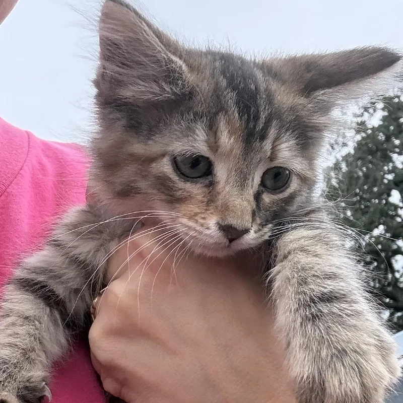 A baby small-sized female Buff / Tan / Fawn Domestic Long Hair cat named Baker for adoption in Floresville, TX
