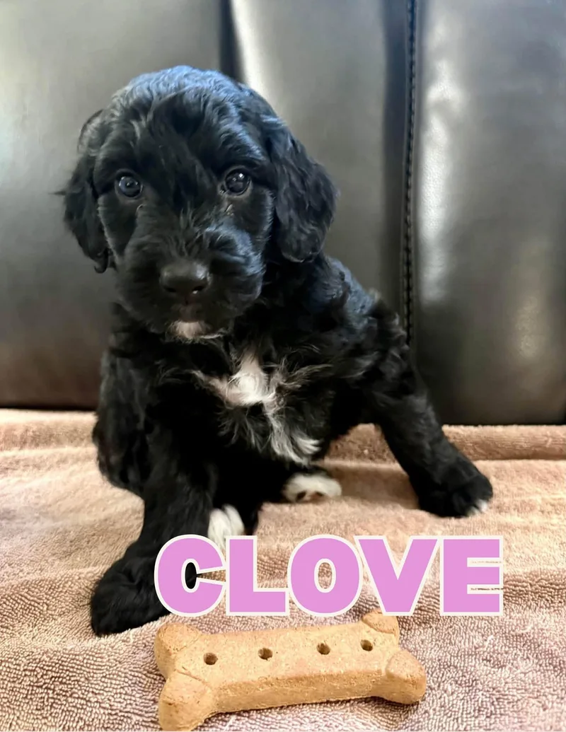 A baby medium-sized female Black Aussiedoodle dog named Clove for adoption in Shalimar, FL