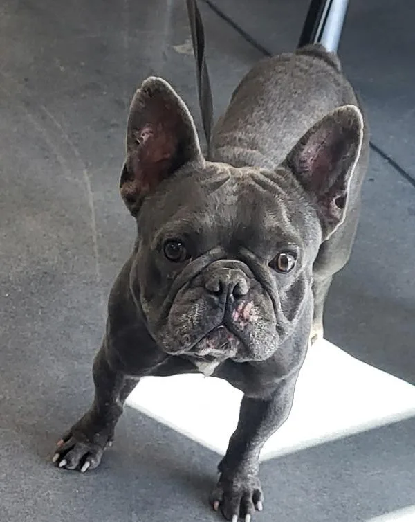 An adult small-sized male French Bulldog dog named Pen Ferb for adoption in Lawrenceville, GA
