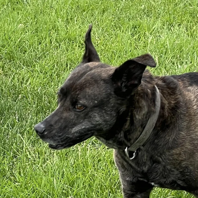 An adult medium-sized female Black Husky dog named Daisy for adoption in Elkton, MI