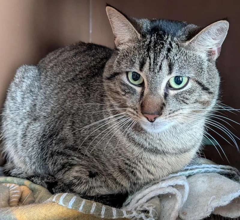 A young medium-sized male Tabby (Brown / Chocolate) Domestic Short Hair cat named Oliver for adoption in Mansfield Center, CT