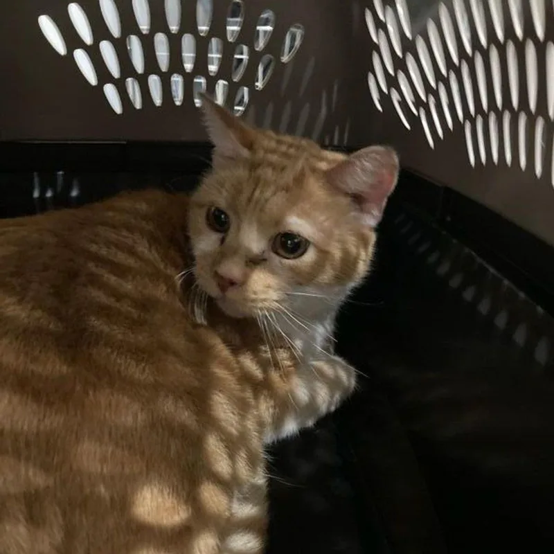 An adult medium-sized male Domestic Short Hair cat named Churro for adoption in Lake Havasu City, AZ