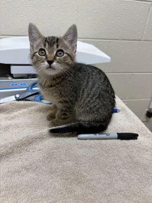 A baby small-sized female Domestic Short Hair cat named Wendy for adoption in Westland, MI