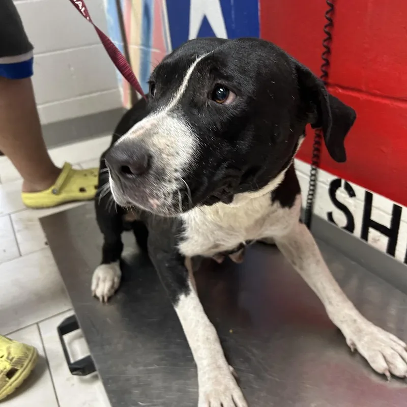 An adult large-sized female Black Mixed Breed dog named Bella for adoption in Lufkin, TX