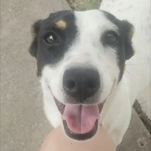 A young small-sized female Tricolor (Brown, Black, & White) Jack Russell Terrier dog named Lil for adoption in Caldwell, TX