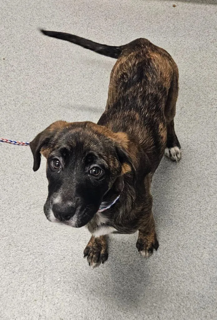A baby medium-sized female Plott Hound dog named Mona Moo for adoption in Bloomington, IN