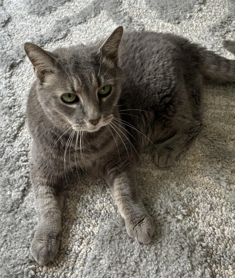 A senior medium-sized female Gray / Blue / Silver Domestic Short Hair cat named Olivia for adoption in BLACK MOUNTAIN, NC