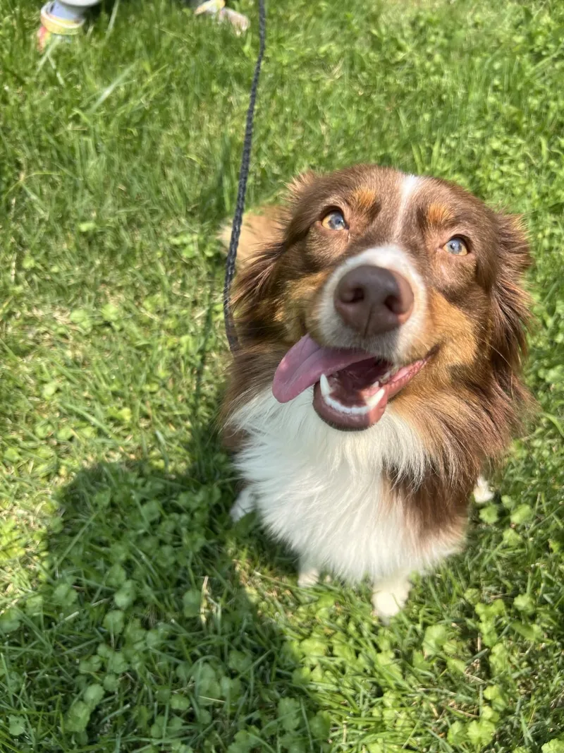 An adult medium-sized female Brown / Chocolate Australian Shepherd dog named Jade for adoption in Upper Sandusky, OH