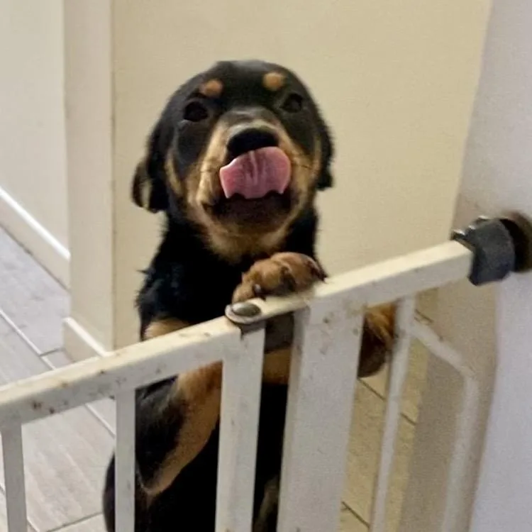 A baby medium-sized female Bicolor Shepherd dog named Rivvie for adoption in San Diego, CA