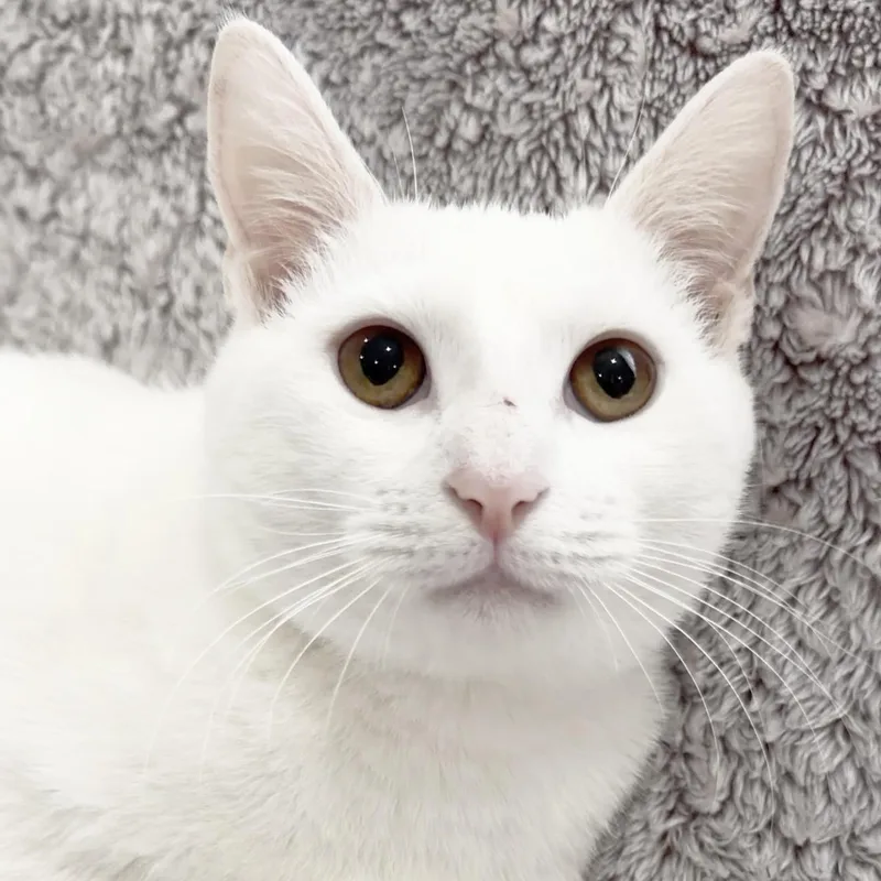 A baby large-sized male Domestic Short Hair cat named Alvin for adoption in Miami, FL