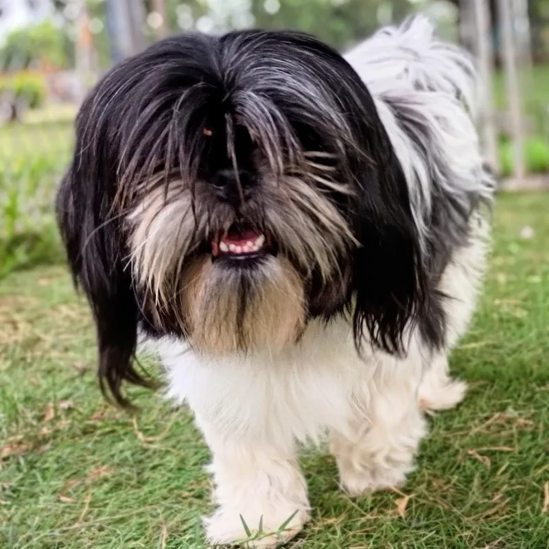 An adult small-sized female Black Shih Tzu dog named Harmony — the little for adoption in Houston, TX