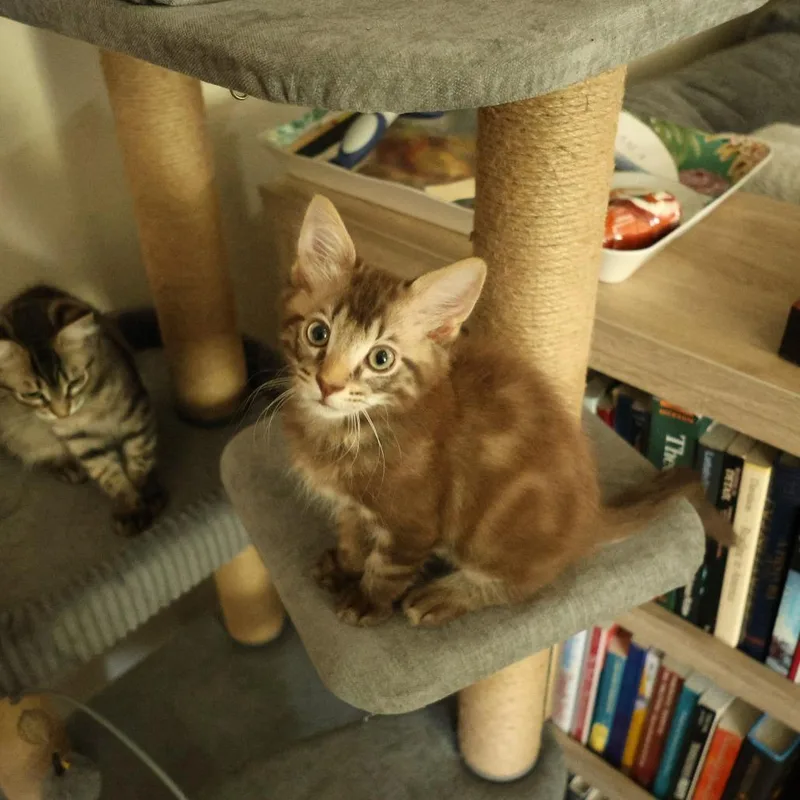 A baby small-sized male Brown / Chocolate Domestic Medium Hair cat named Oliver for adoption in Santa Rosa, CA