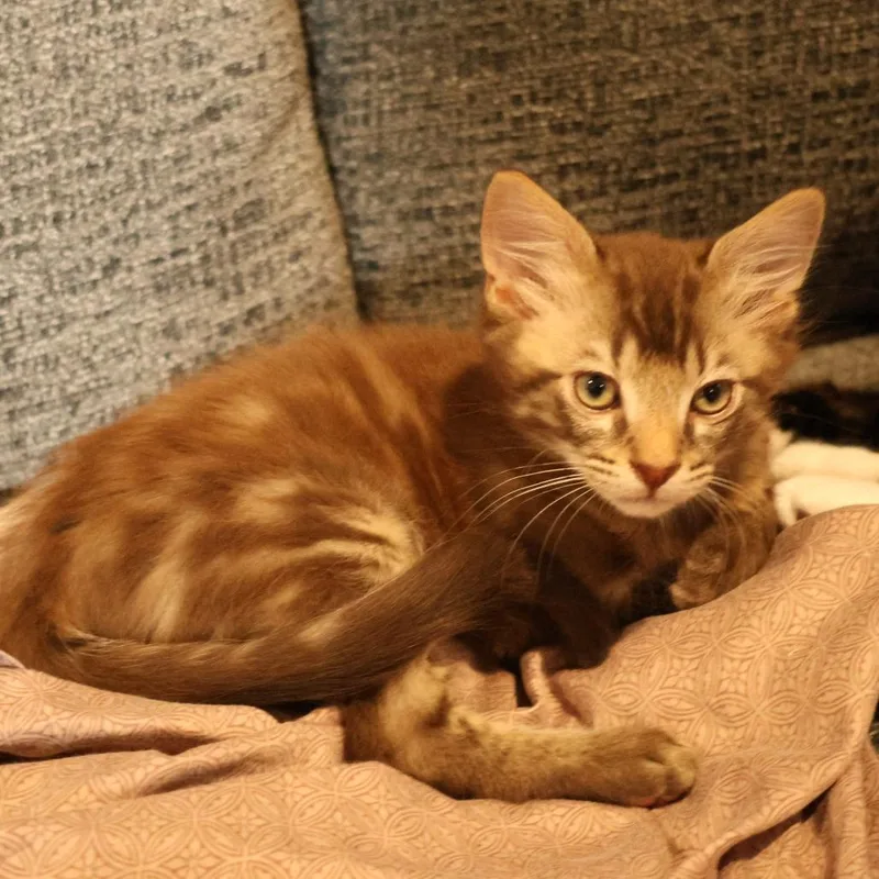 Oliver thumbnail 2