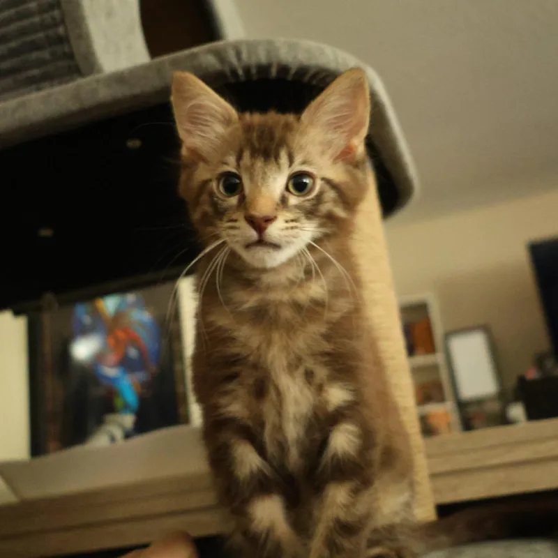 Oliver thumbnail 3