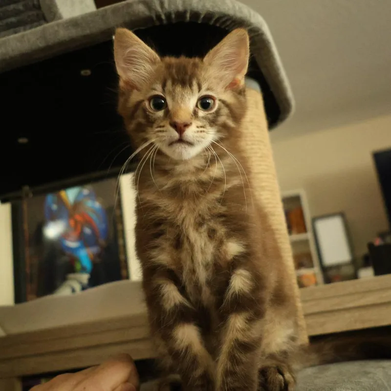 Oliver thumbnail 5
