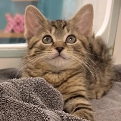 A baby small-sized male Domestic Short Hair cat named Stegosaurus for adoption in Voorhees, NJ