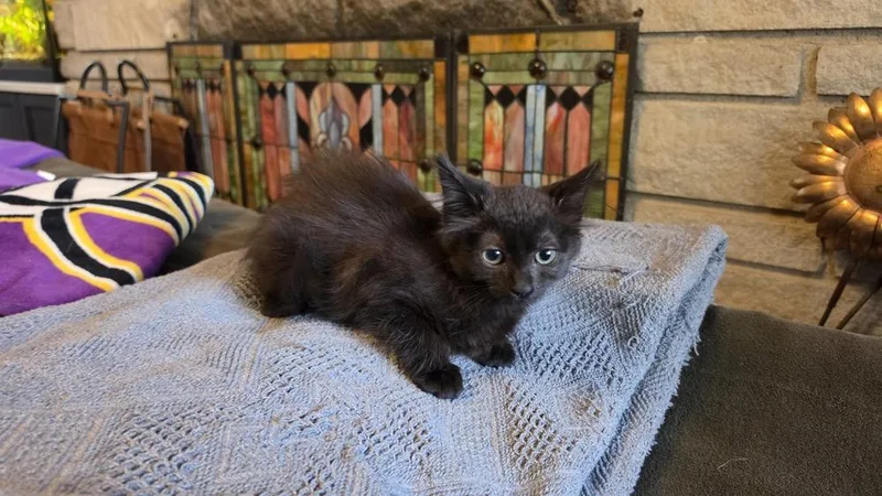 A baby small-sized female Black Domestic Short Hair cat named Blessing Bo. for adoption in Peoria, IL