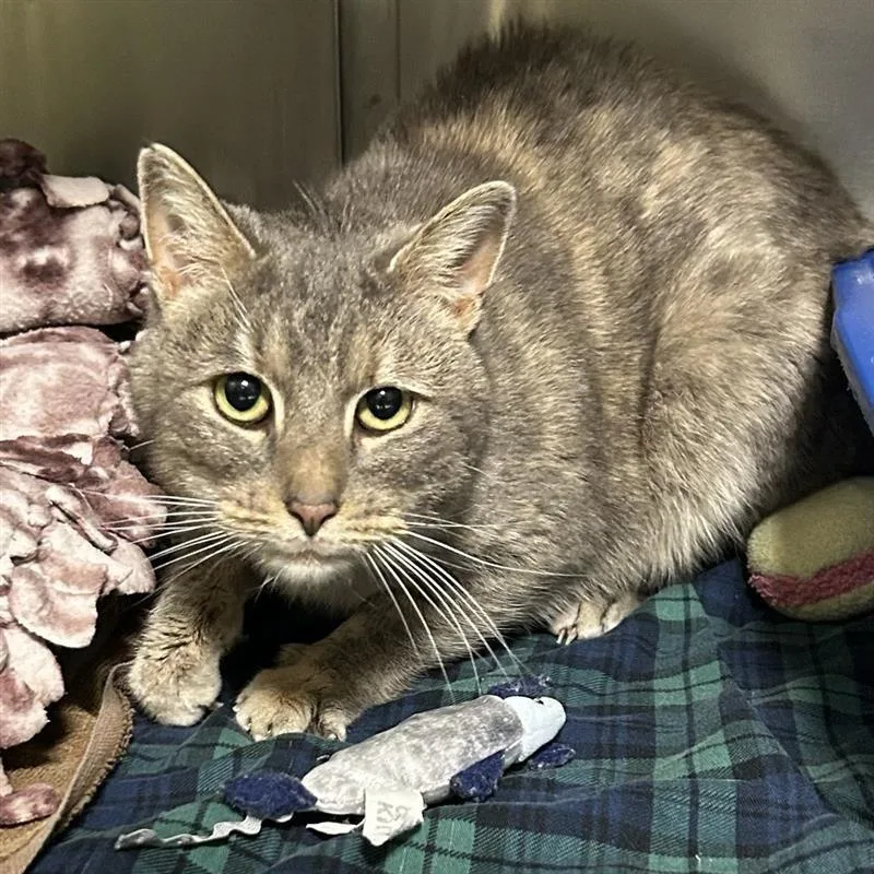 An adult medium-sized female Tortoiseshell Domestic Short Hair cat named Hugs for adoption in Baltimore, MD