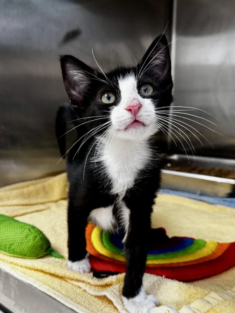 Figaro