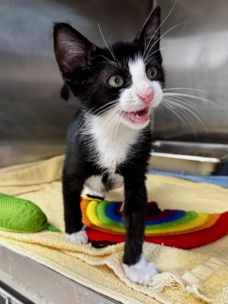 Figaro thumbnail 3