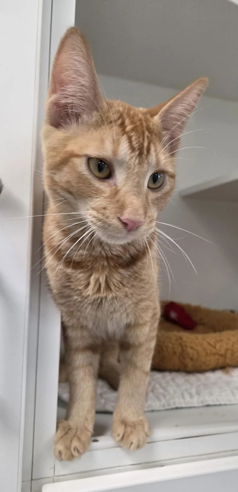 A young medium-sized male Orange / Red Domestic Short Hair cat named Damon for adoption in Satellite Beach, FL