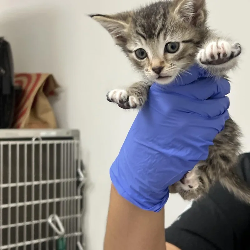 A baby small-sized female Brown / Chocolate Domestic Short Hair cat named Pepperoni Pizza for adoption in Pasadena, CA