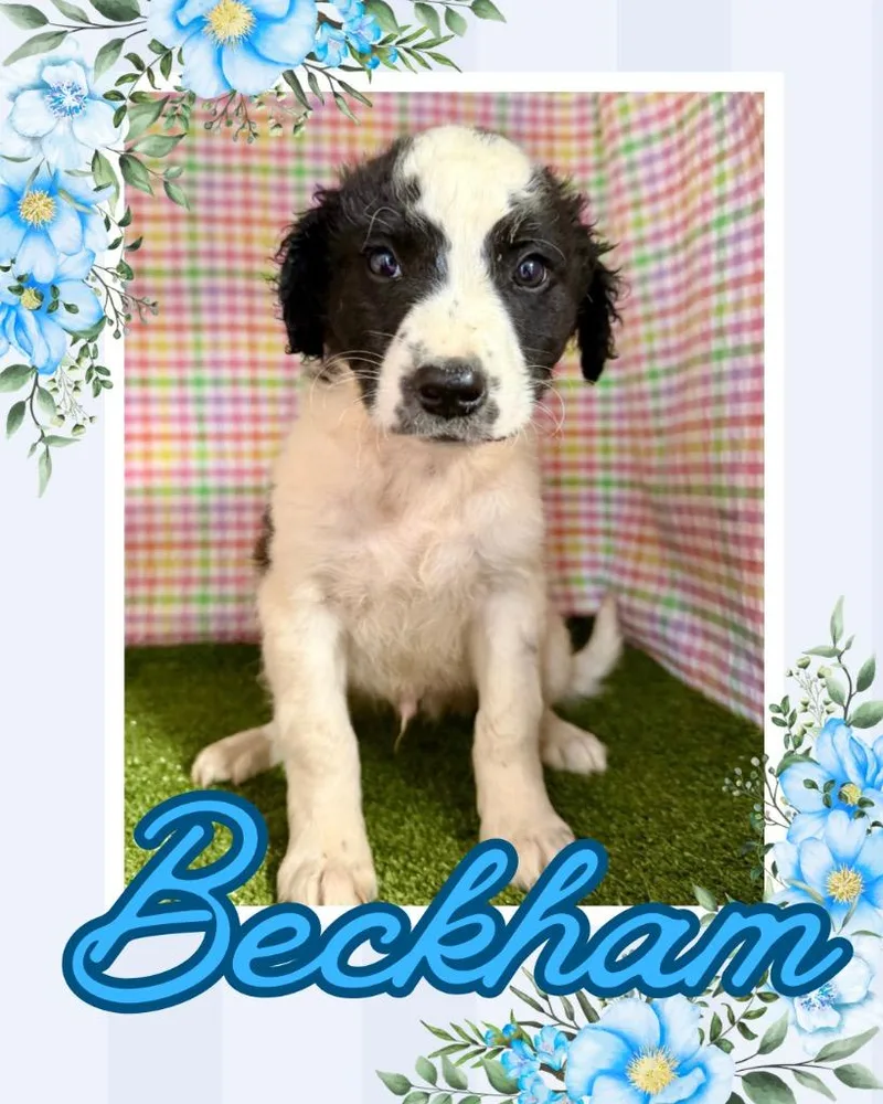 A baby small-sized male Poodle dog named Beckham for adoption in Hopkinsville, KY