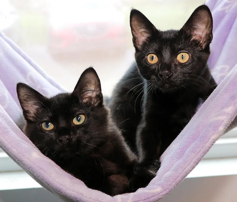 A baby medium-sized male Black Domestic Short Hair cat named Wink and Wisp for adoption in Cincinnati, OH