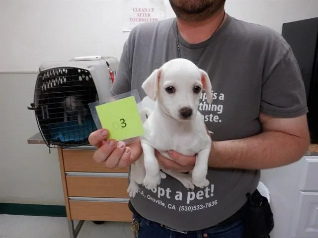 A baby small-sized male Chihuahua dog named Bruce for adoption in Oroville, CA