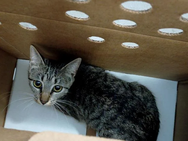 A young medium-sized female Domestic Medium Hair cat named Mia for adoption in Dallas, TX