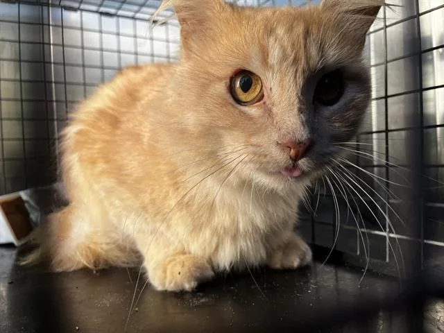 An adult large-sized male Domestic Medium Hair cat named Black Jack for adoption in Grand Prairie, TX