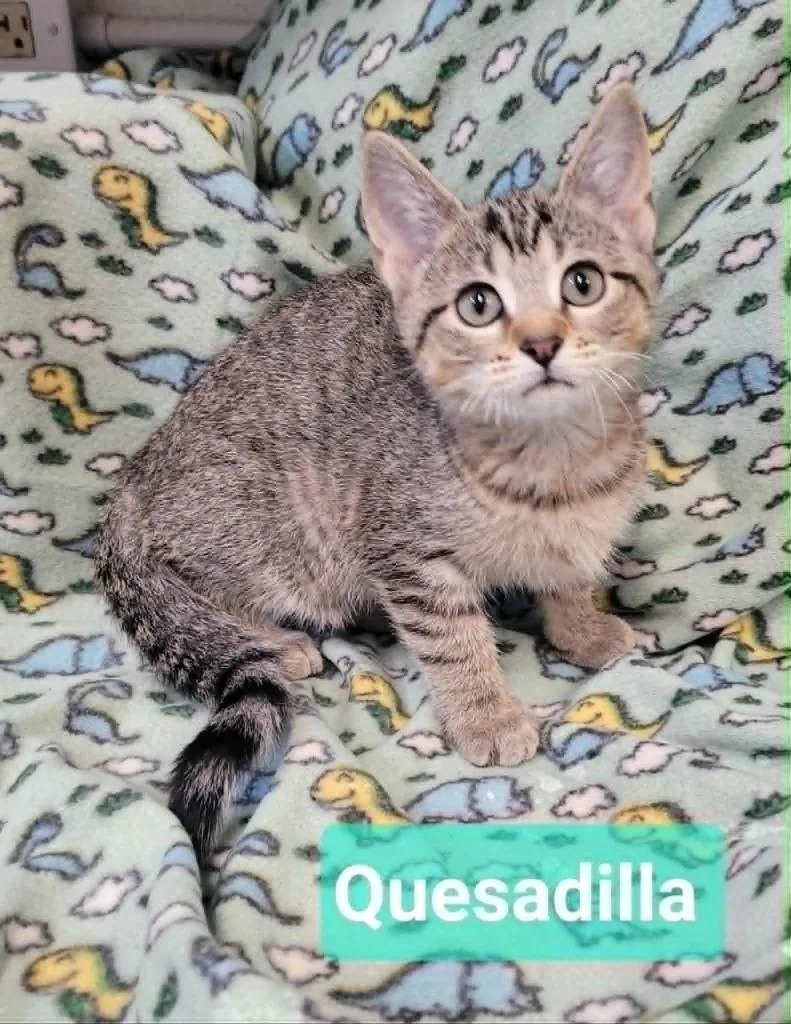 Quesadilla thumbnail 3