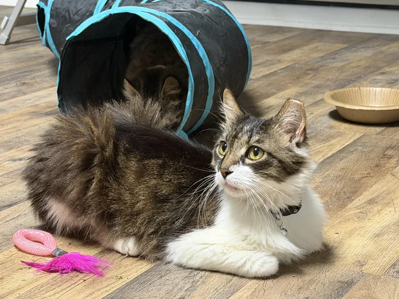 An adult medium-sized male Domestic Medium Hair cat named Gideon for adoption in Pottsville, PA