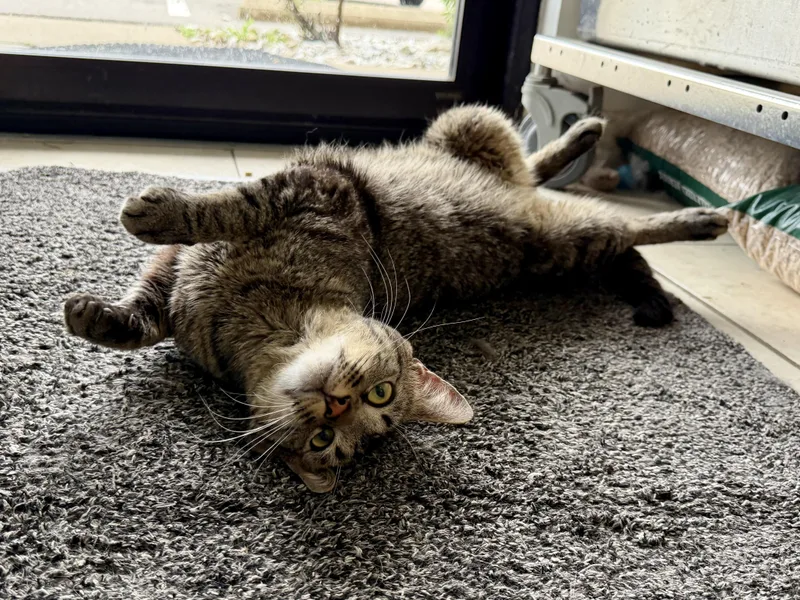 A young medium-sized male Tabby (Brown / Chocolate) Domestic Short Hair cat named Bonkers for adoption in Cincinnati, OH