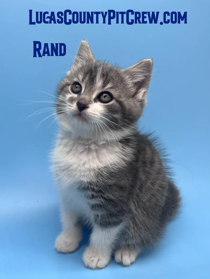 A baby medium-sized male Gray & White Tabby cat named Rand for adoption in Toledo, OH