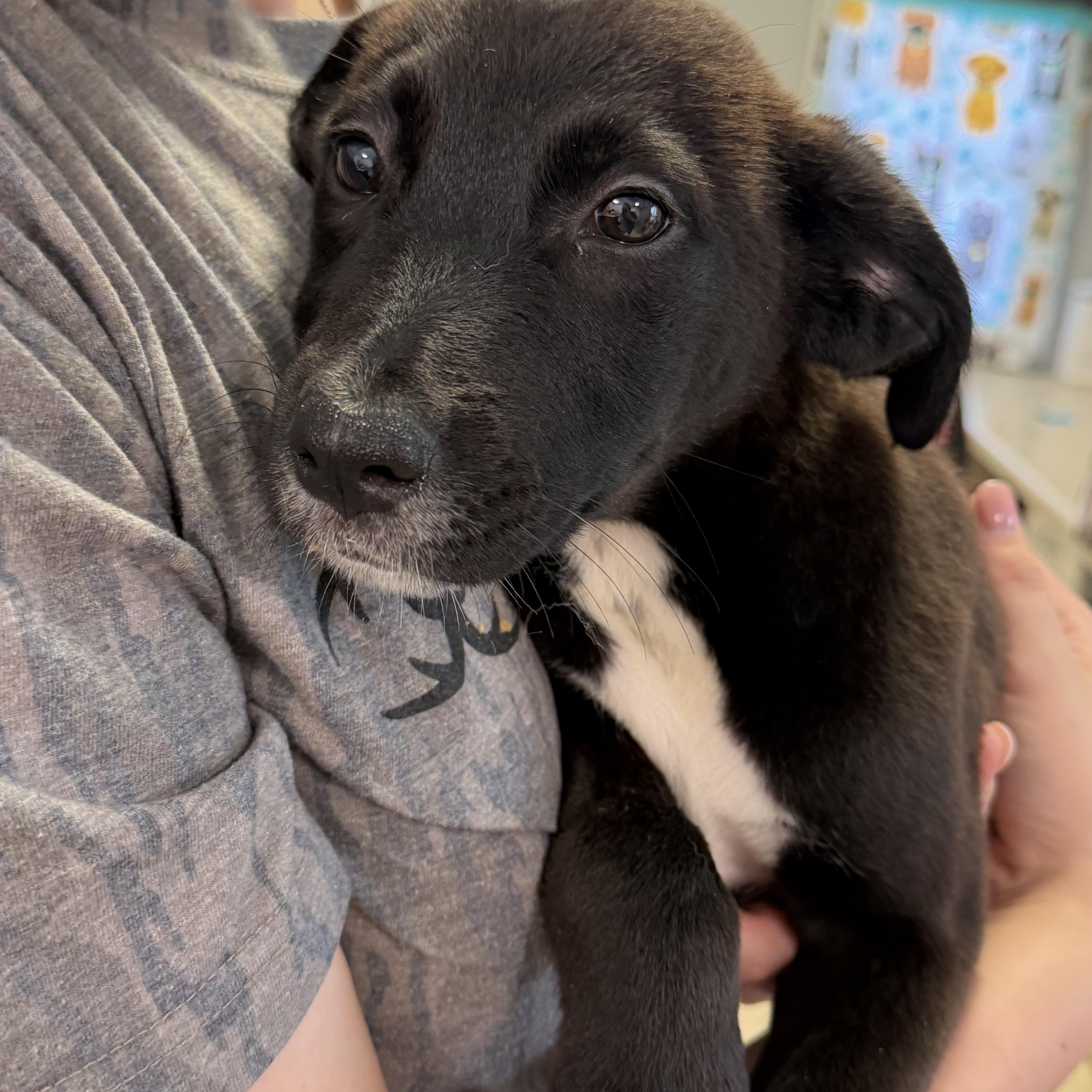 A baby medium-sized female Black Labrador Retriever dog named Lele for adoption in Watertown, CT