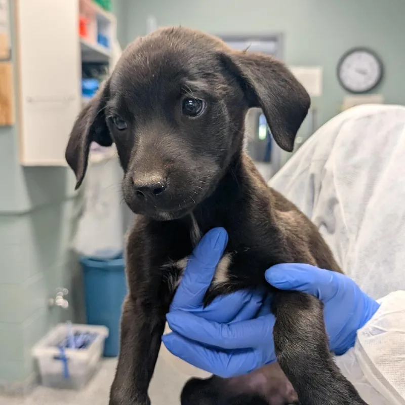 A baby small-sized female Black Retriever dog named Farrah for adoption in Greenville, SC
