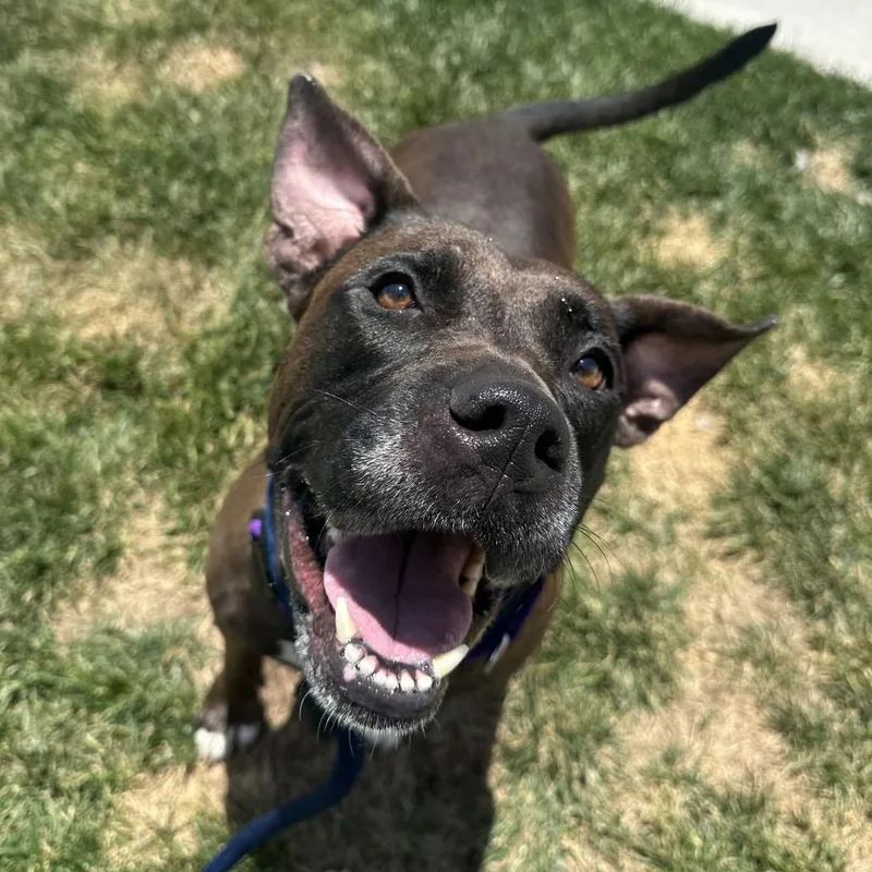 An adult large-sized female Brown / Chocolate Mixed Breed dog named Hartville for adoption in Philadelphia, PA