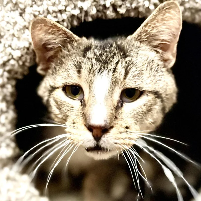 Sir Pounce